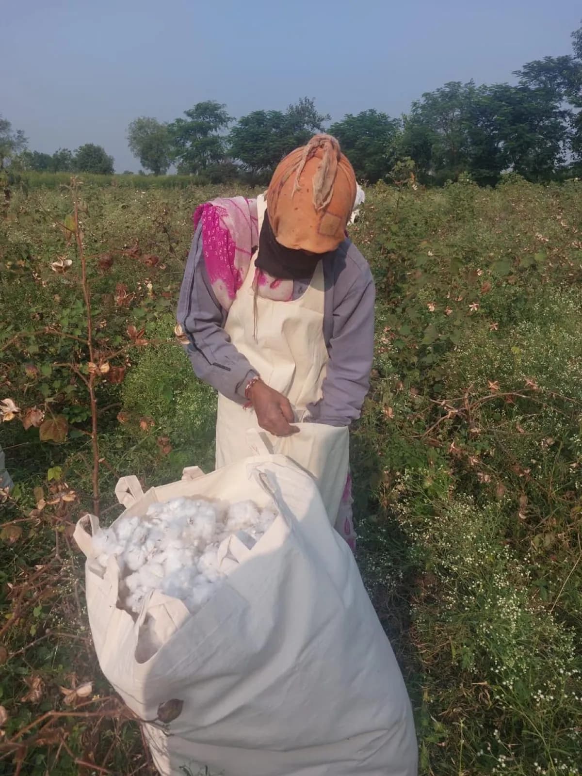 A picker filling a cotton sack in the field at first light