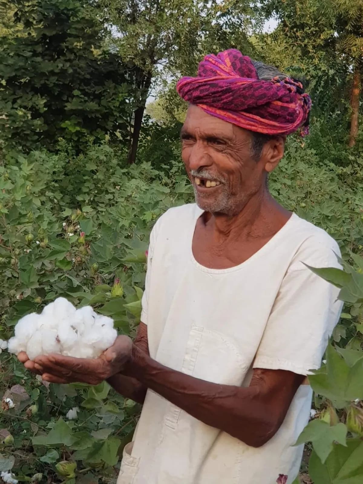 A cotton farmer holding a handful of freshly picked cotton