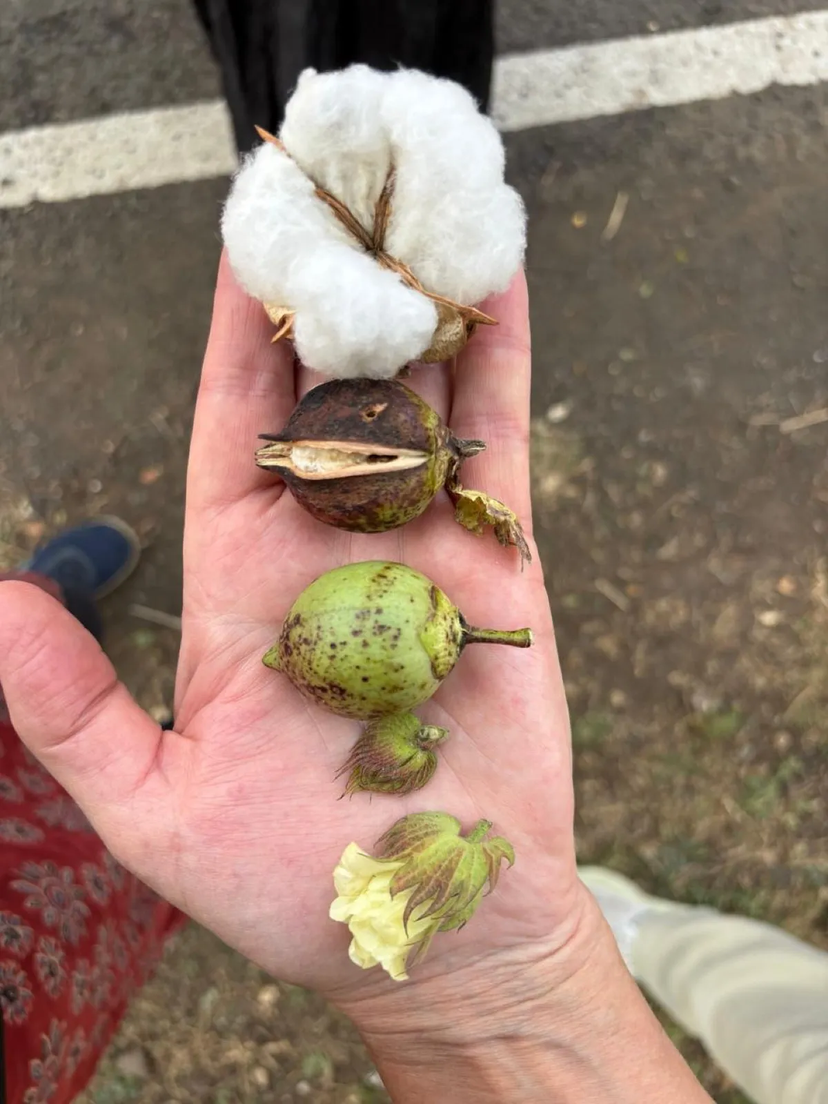 A hand holding four stages of a cotton boll, from flower to open boll